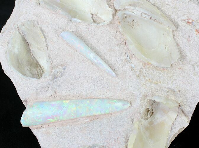 Opal Replaced Belemnite & Clam Fossils - Australia #21910